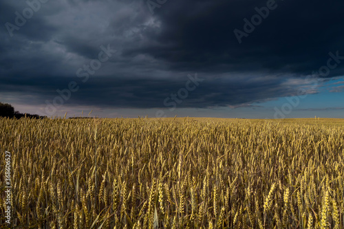 Wheat field against a dark stormy sky photo