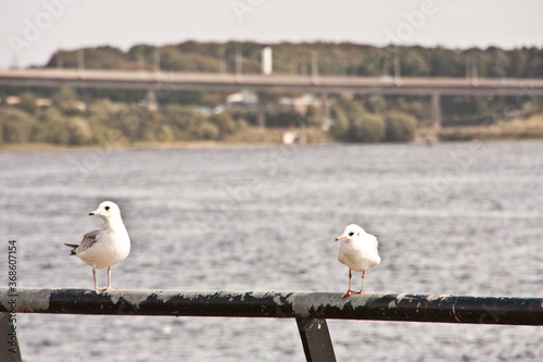 seagull on the pier sea irland