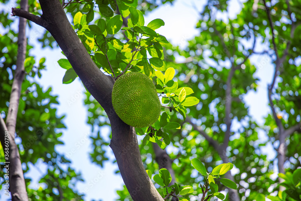 A pineapple hanging on a tree before it ripens A pineapple hanging on a tree before it ripens