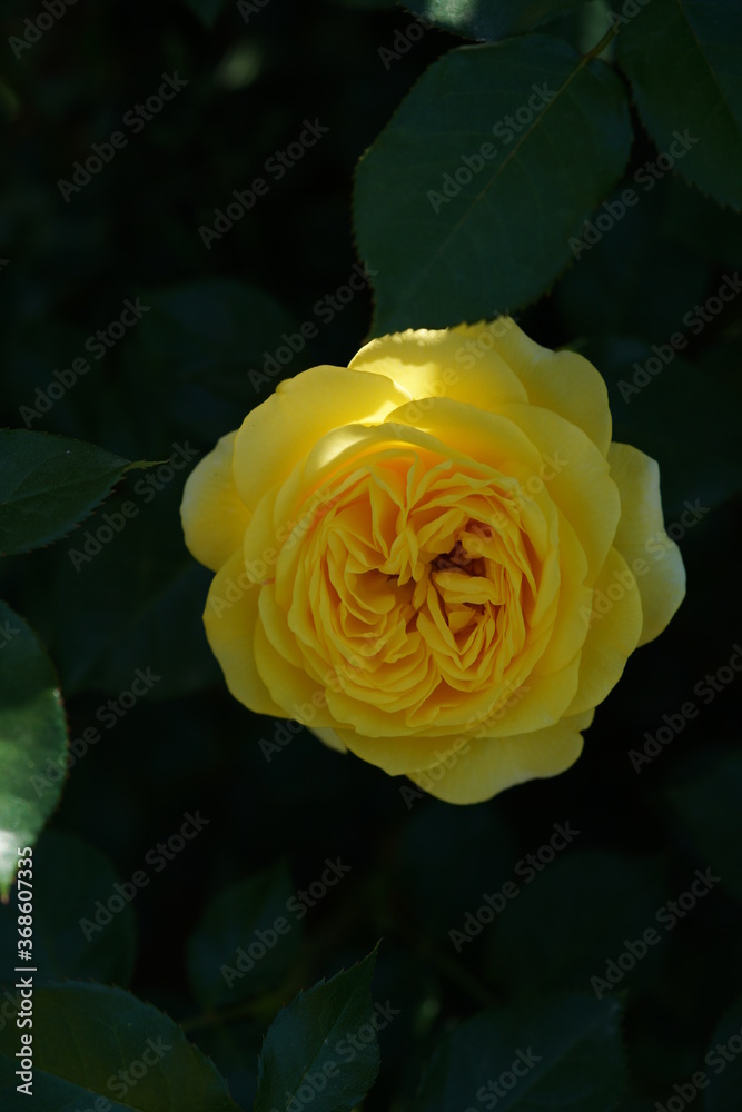 Light Yellow Flower of Rose 'Polaris Alpha' in Full Bloom
Light Yellow Flower of Rose 'Polaris Alpha' in Full Bloom