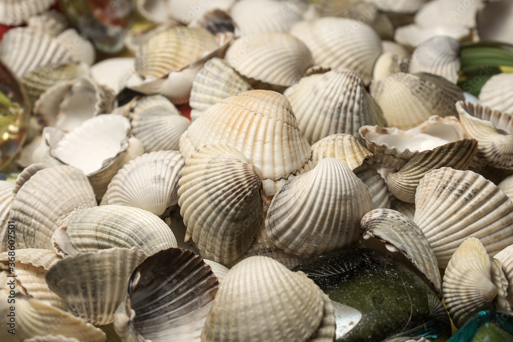 background of figured seashells