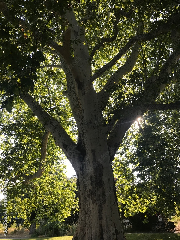 Obraz premium Spring and summer trees in sunlight/shade in the park with green leaves all around and lots of powerful energy