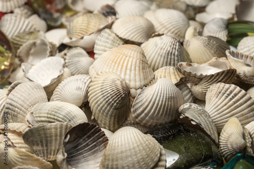 background of figured seashells