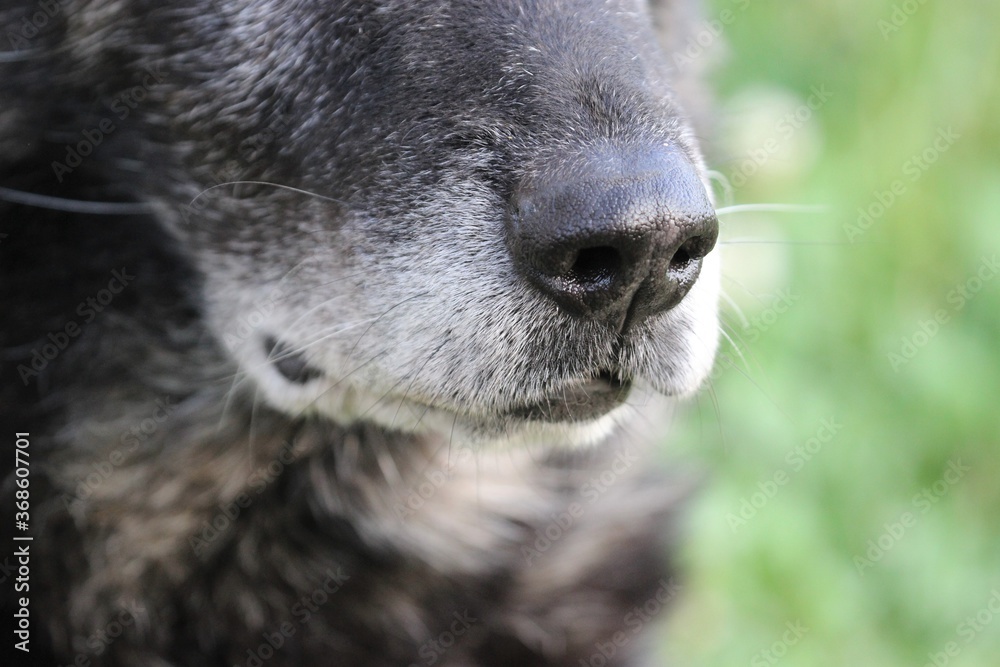 alter Deutscher Schäferhund mit grauer Schnauze alter Deutscher Schäferhund mit grauer Schnauze