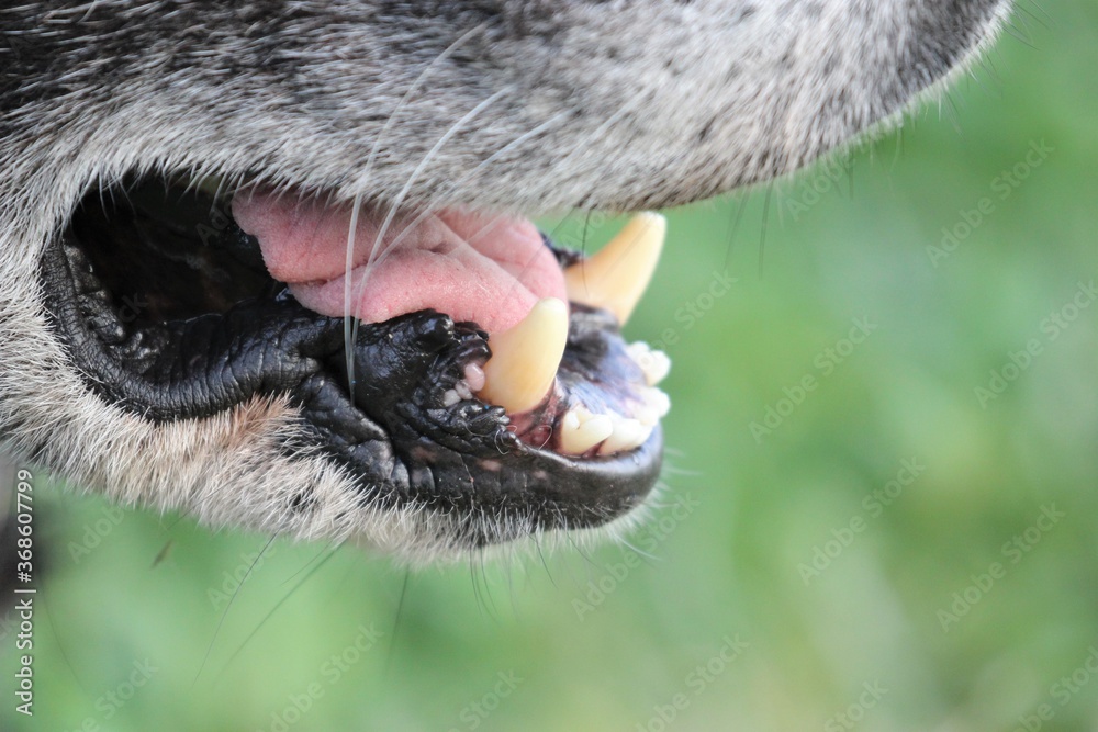 Obraz premium alter Deutscher Schäferhund mit grauer Schnauze