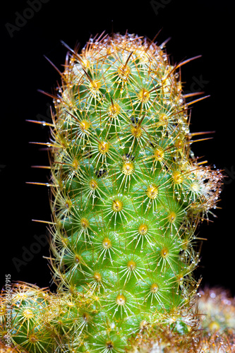 Potted goldfinger cactus plants on a black background photo