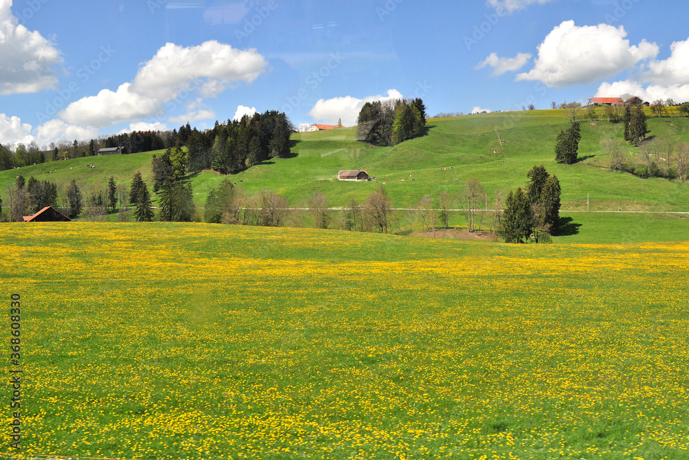 Panoramic countryside view of fresh green hills in spring