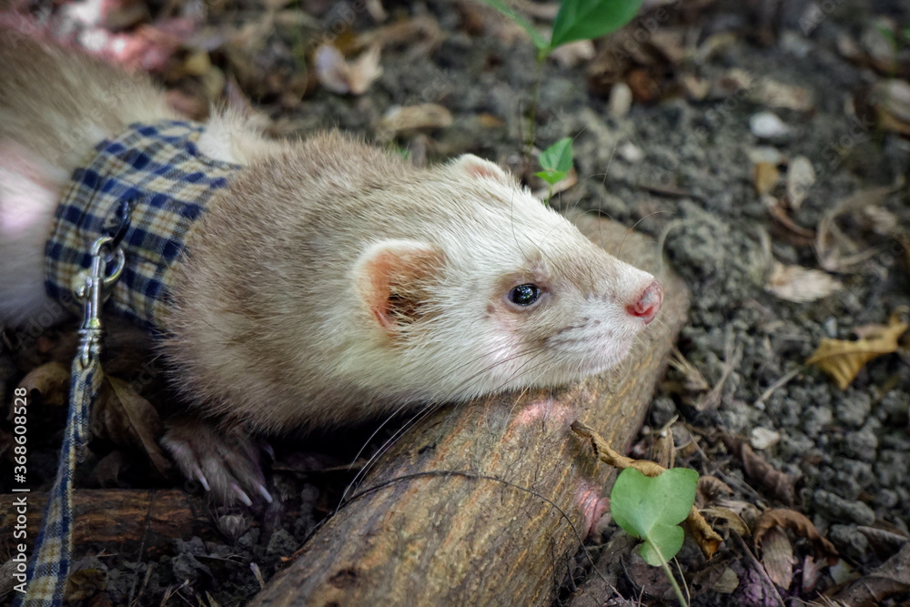 Tired pet ferret leans its head on the log in the forest. Tired pet ferret leans its head on the log in the forest.