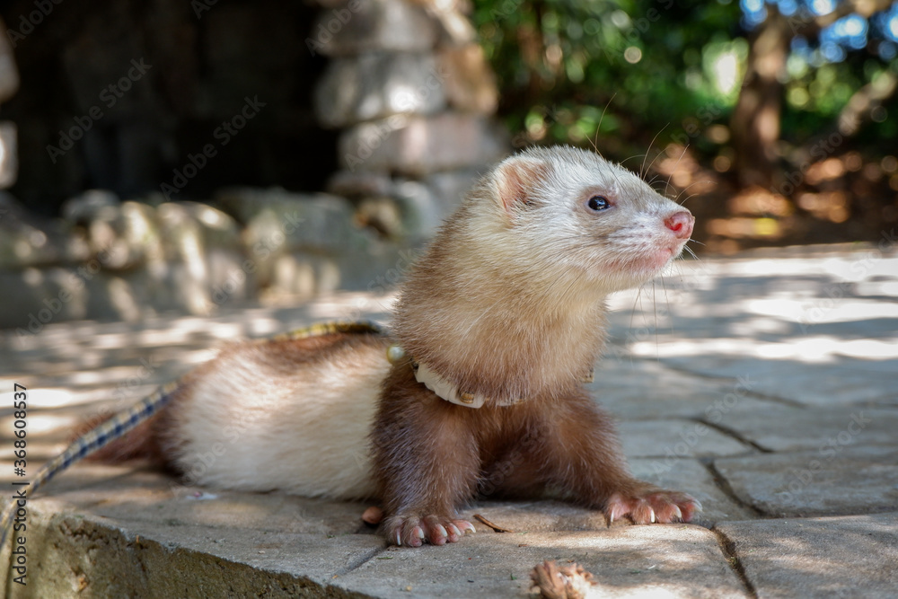 Obraz premium Pet ferret posing outdoors
