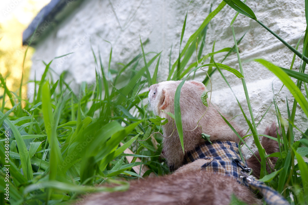 Curious pet ferret looking up from the grass