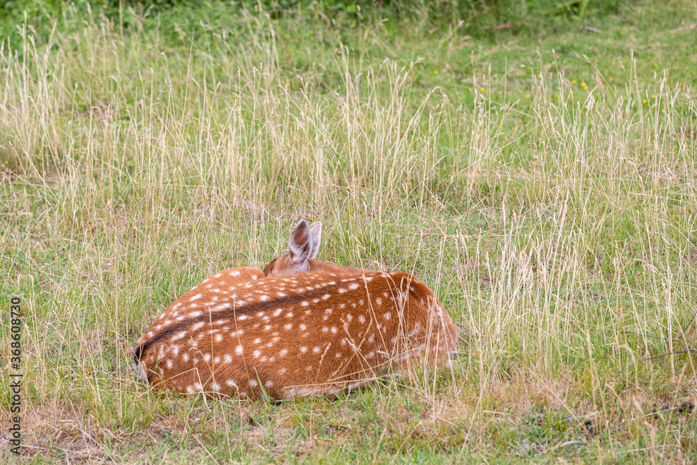 Obraz premium Brown Deer family in the meadow. Sleeping and standig