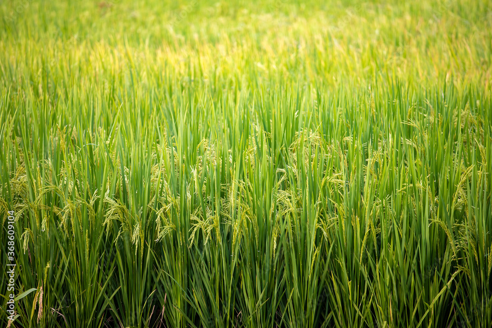 Rice ripening in autumn in the south Rice ripening in autumn in the south