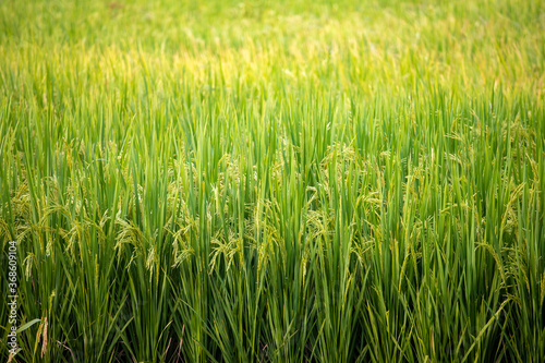 Rice ripening in autumn in the south
