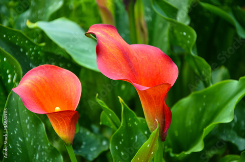 Red Zantedeschia aethiopica or Calla Lily in the garden.
