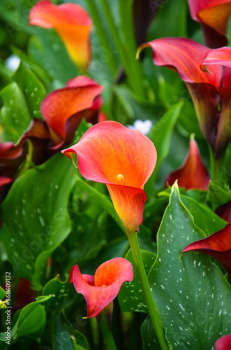 Fototapeta Naklejka Na Ścianę i Meble -  Red Zantedeschia aethiopica or Calla Lily in the garden.