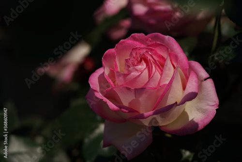 Faint Pink and White Flower of Rose 'Princess de Monaco' in Full Bloom 