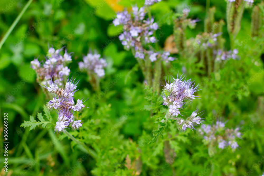 Blue Tansy also called Phacelia tanacetifolia or rainfarn phazelie Blue Tansy also called Phacelia tanacetifolia or rainfarn phazelie