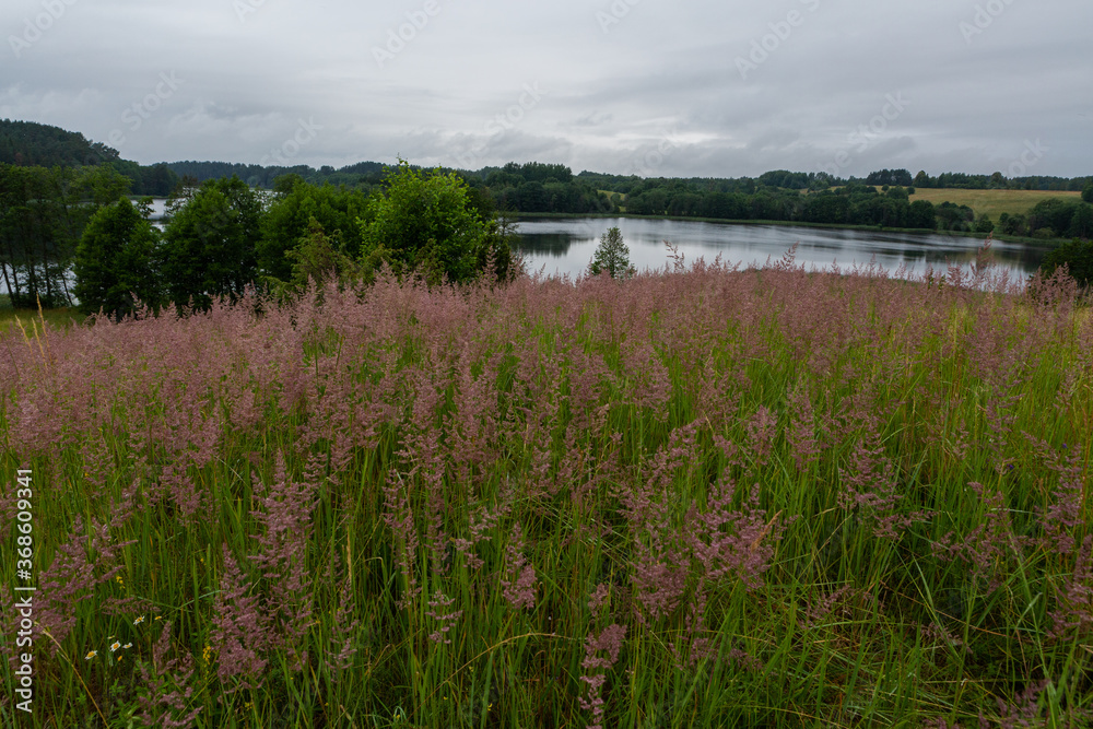 Fototapeta premium Wild grass in the forest on green background