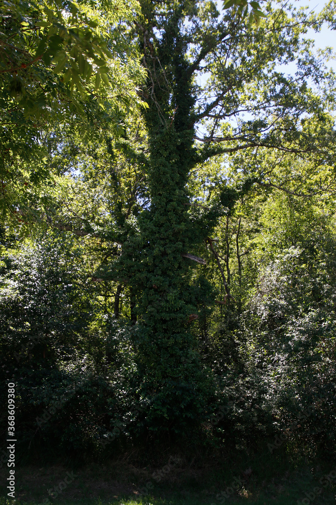 Trees in the countryside Trees in the countryside