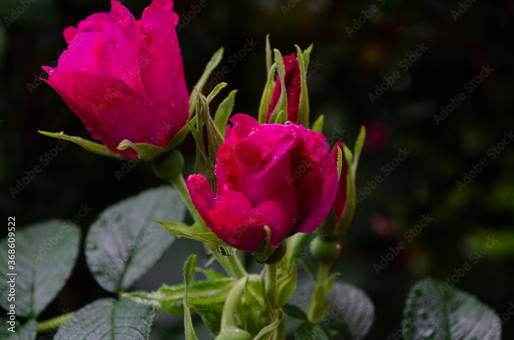 Delicate blossoming wild rose flowers on a dark background Delicate blossoming wild rose flowers on a dark background