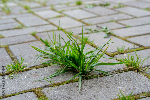 A close-up bunch of green grass and moss grow in the seams between the small cobblestones of the walkway in the garden.