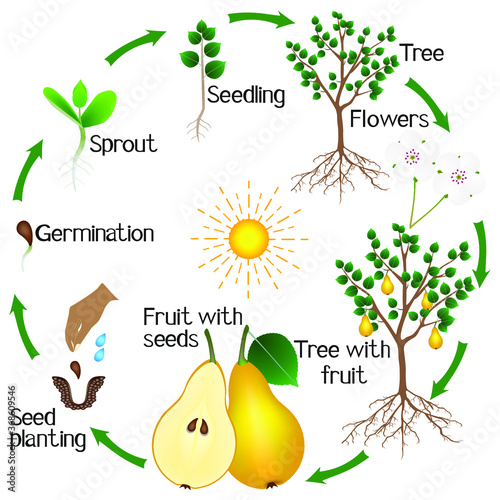 Cycle of growth of a pear tree on a white background.