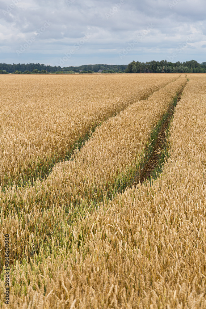Fototapeta premium summer landscapes with clouds and fields