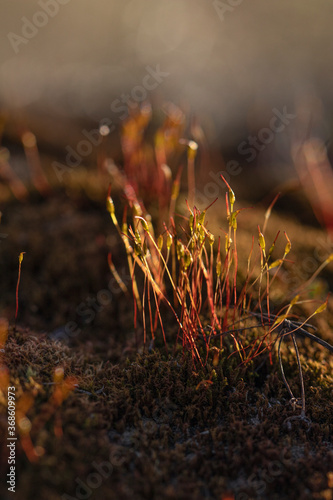 Bryophyte with red stems