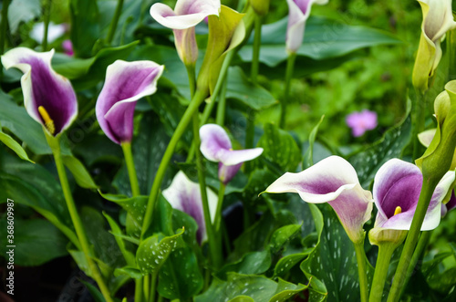 Purple Zantedeschia aethiopica or Calla Lily in the garden.