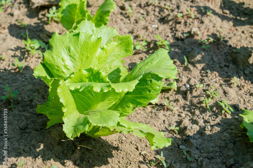 not yet ripe salad grown in a vegetable garden not yet ripe salad grown in a vegetable garden
