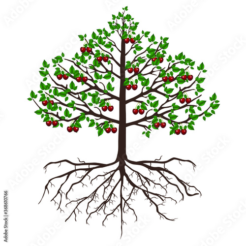 Tree cherry with fruits and roots isolated on white background.