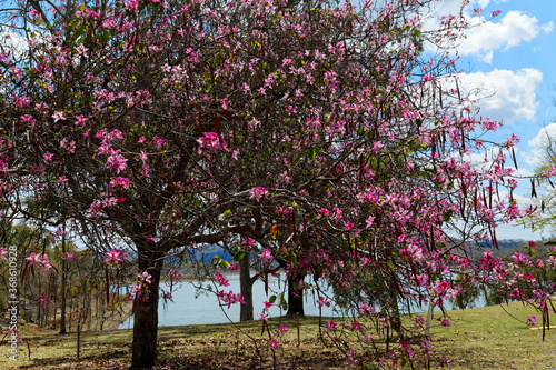 Pink Flowering Orchid Tree/Bauhinia Variegata photo