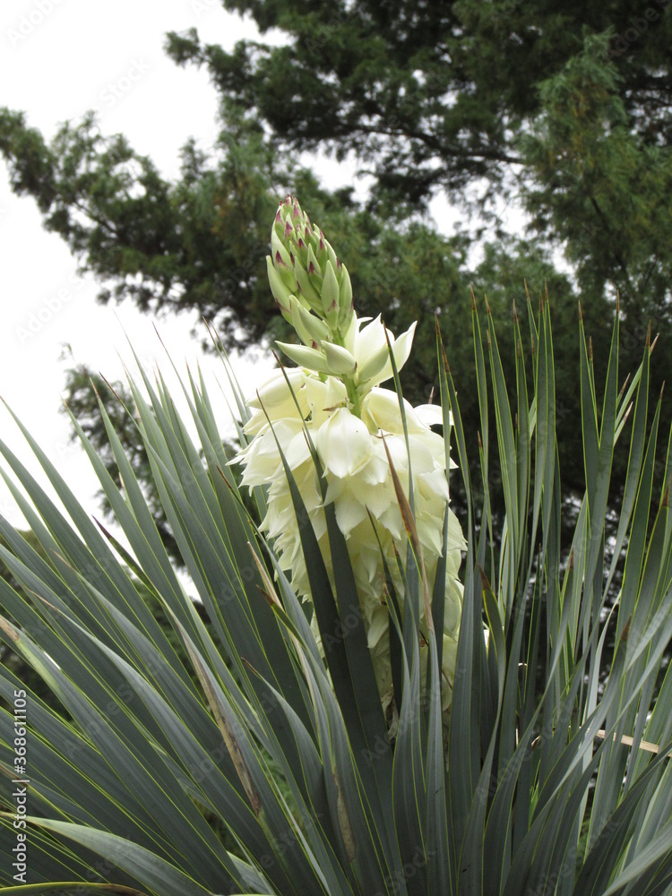 Obraz premium flower in Brooklyn Botanic Garden in New York City