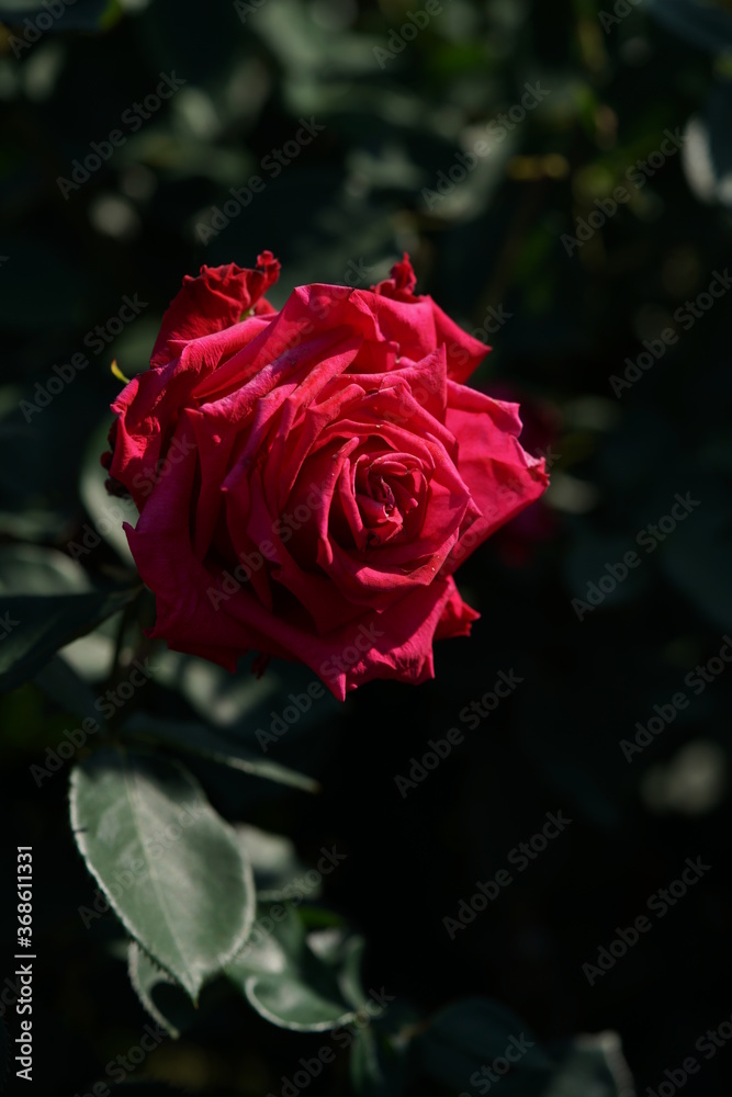 Red Flower of Rose 'Princess Mikasa' in Full Bloom
Red Flower of Rose 'Princess Mikasa' in Full Bloom
