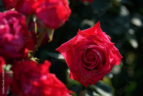 Red Flower of Rose  Princess Mikasa  in Full Bloom 