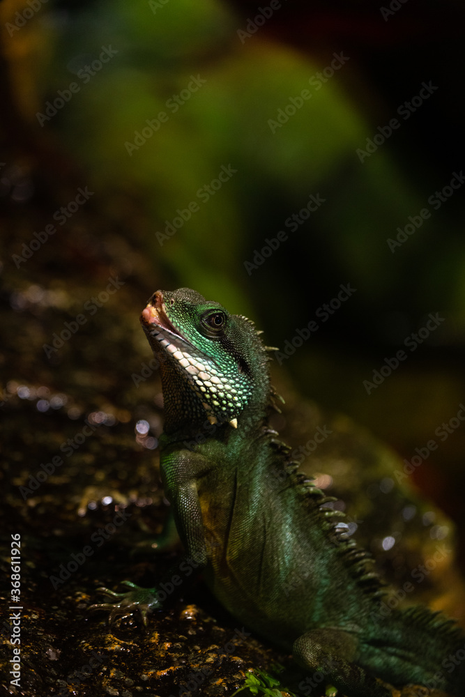 green iguana un the green background green iguana un the green background