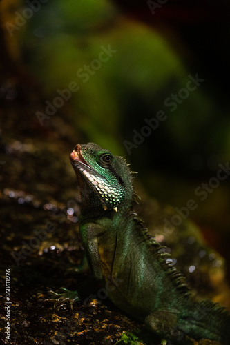  green iguana un the green background