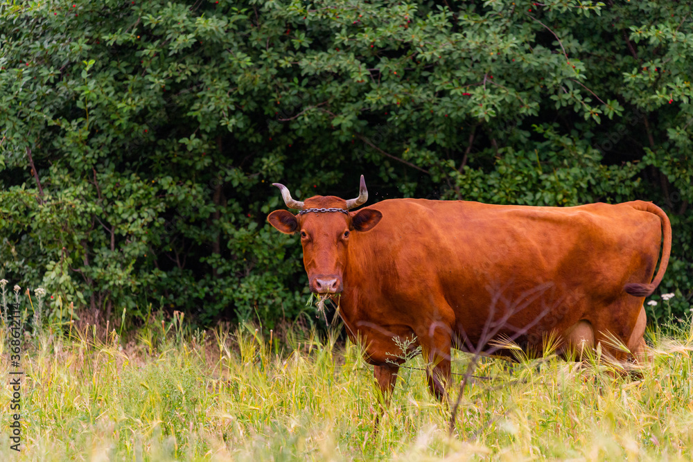 brown horned cow eating grass on farm