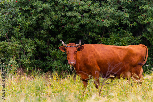 brown horned cow eating grass on farm