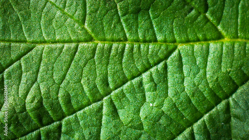 green leaf with visible details