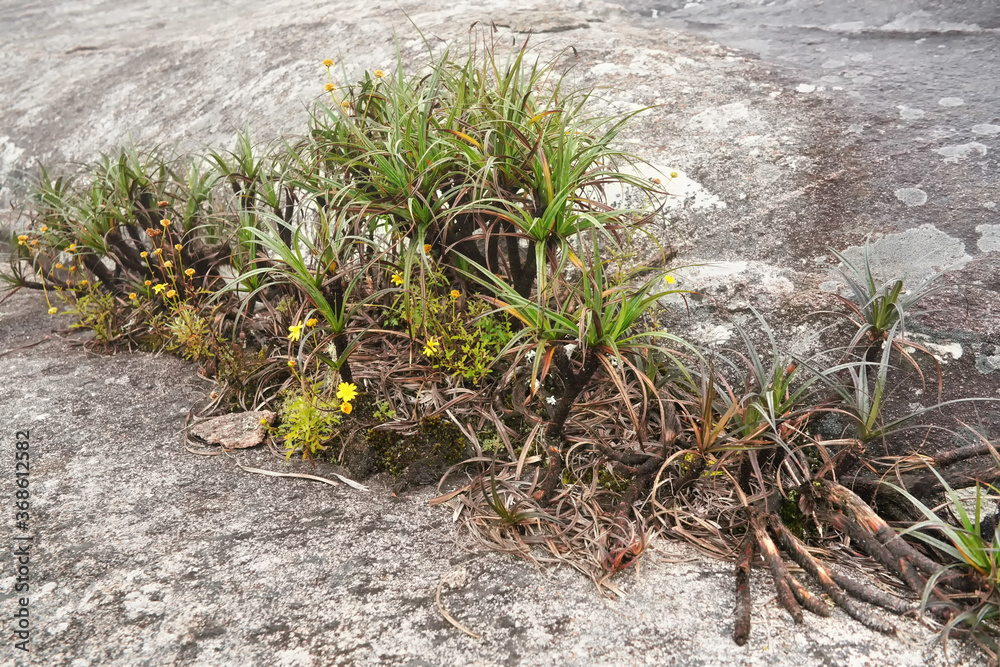 Local flora - grass and small bushes, most of it endemic to Madagascar growing over rocks in Andringitra National Park as seen during trek to peak Boby Local flora - grass and small bushes, most of it endemic to Madagascar growing over rocks in Andringitra National Park as seen during trek to peak Boby