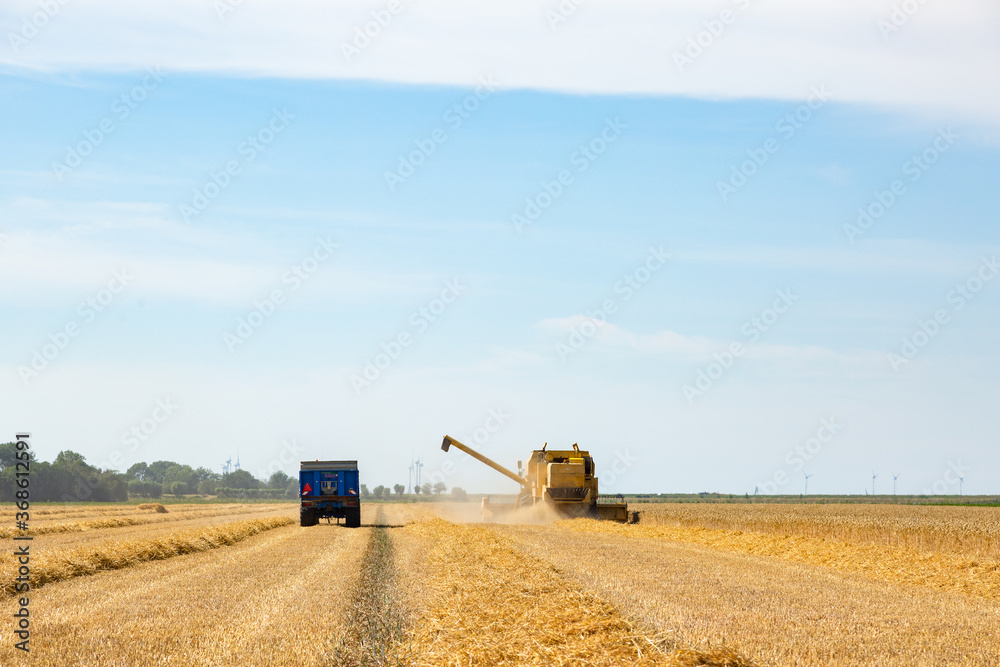 Fototapeta premium Harvesting Wheat in Zeeland, the Netherlands in July 2020