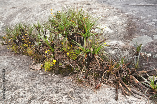 Local flora - grass and small bushes, most of it endemic to Madagascar growing over rocks in Andringitra National Park as seen during trek to peak Boby