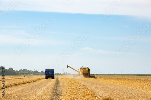 Harvesting Wheat in Zeeland  the Netherlands in July 2020