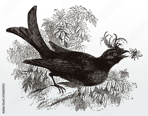 Crested drongo, dicrurus forficatus sitting on a branch and trying to catch a flying insect, after an antique illustration from the 19th century