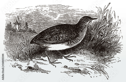 Common buttonquail, turnix sylvaticus standing on a grassland, after an antique illustration from the 19th century