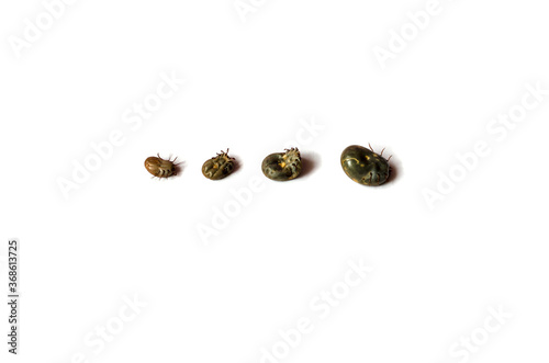 Four Ixodidae of different sizes on a white background. photo