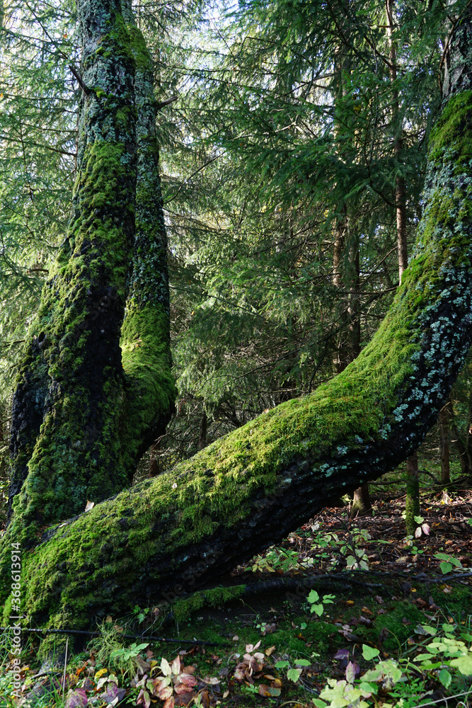 Close up of the tree trunk located in forest. Close up of the tree trunk located in forest.