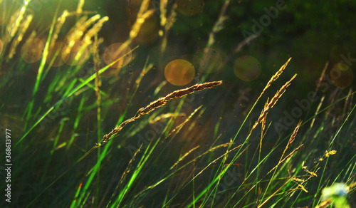 Nasiona trawy w słońcu z efektem bokeh photo