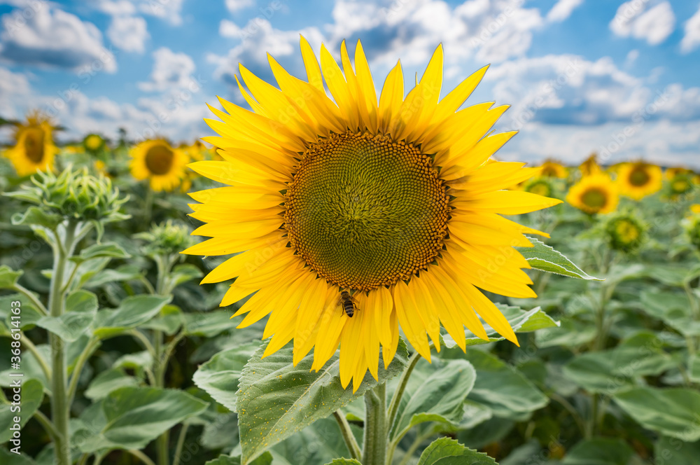 Sunflower field under cloudy sky in on summer day, blossom close up Sunflower field under cloudy sky in on summer day, blossom close up